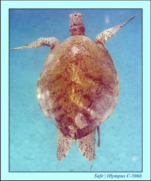 2008 - 07 - Perhentian - 065